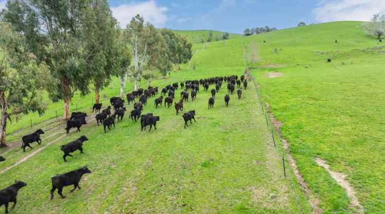 Rural For Sale in Snowy Valleys Council, New South Wales