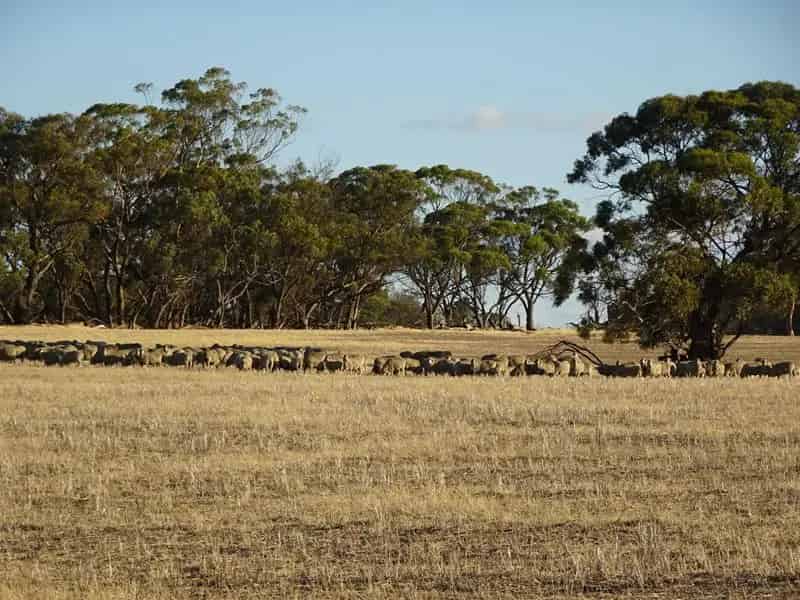 Rural property For Sale , Shire Of Narrogin, Western Australia