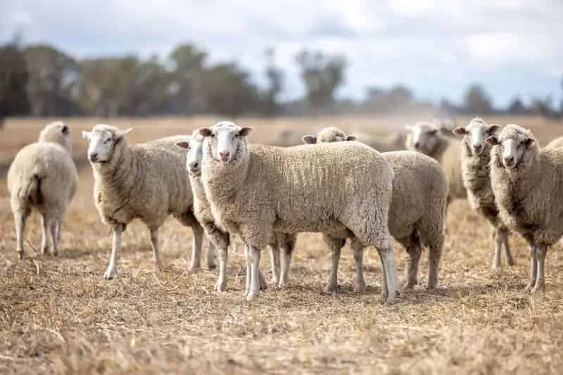 Buy Boorala Aggregation Large Scale Farming Opportunity South Australia