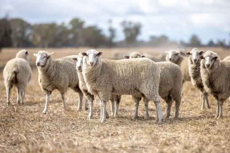 Rural For Sale in Kybybolite, South Australia