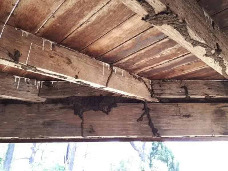 Buy Commercial Pest Control Business in Brisbane with Growth Potential