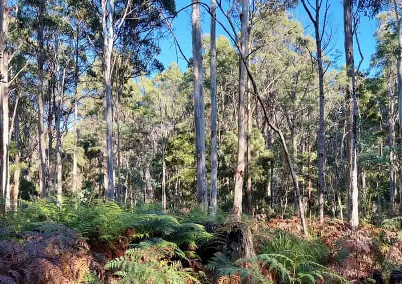 Rural property For Sale , Dorset, Tasmania