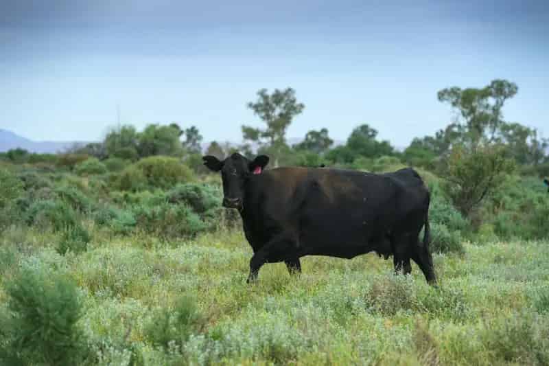 For Sale Rural Property Cattle Breeding and Grazing in South Australia