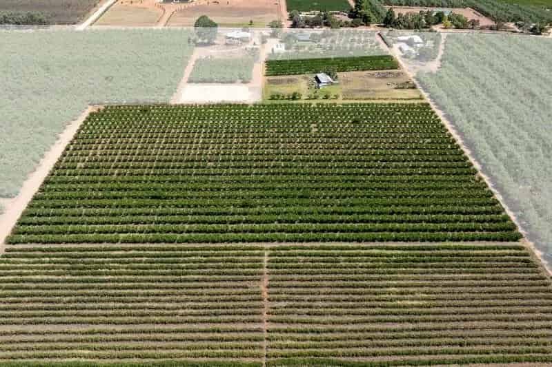 Buy Horticultural Holding in South Australia's Riverland with Diverse Income Potential