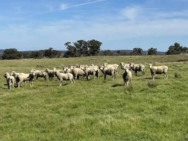 Rural property For Sale , Hilltops Council, New South Wales