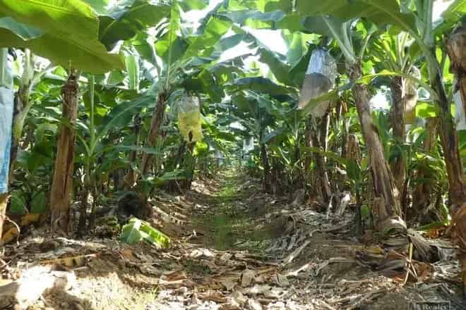 Rural property For Sale , Cassowary Coast Regional, Queensland
