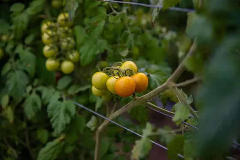 Buy Horticultural and Mango Orchard in Bowen Queensland with Water Rights