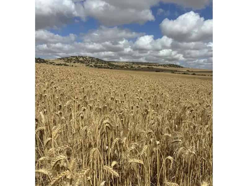 Rural property For Sale , Shire Of Chapman Valley, Western Australia