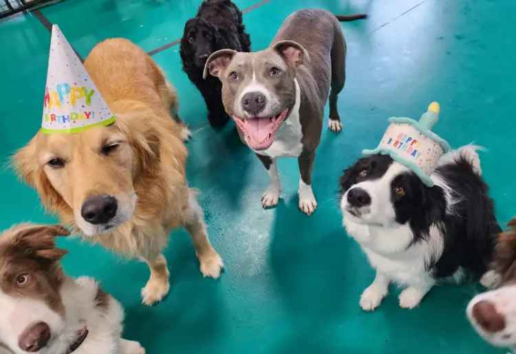 Dog Day Care Centre