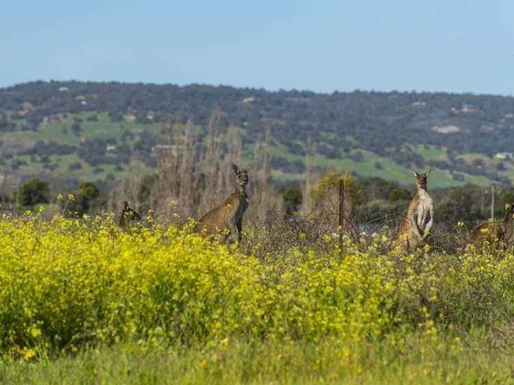 Historic Ellen Brook Property with Two Residences and Water License