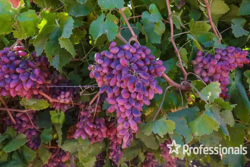 Buy Rural Property with Vineyard in South Merbein Featuring a Renovated Home