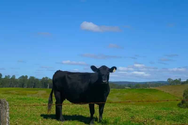 Rural property For Sale , Richmond Valley Council, New South Wales