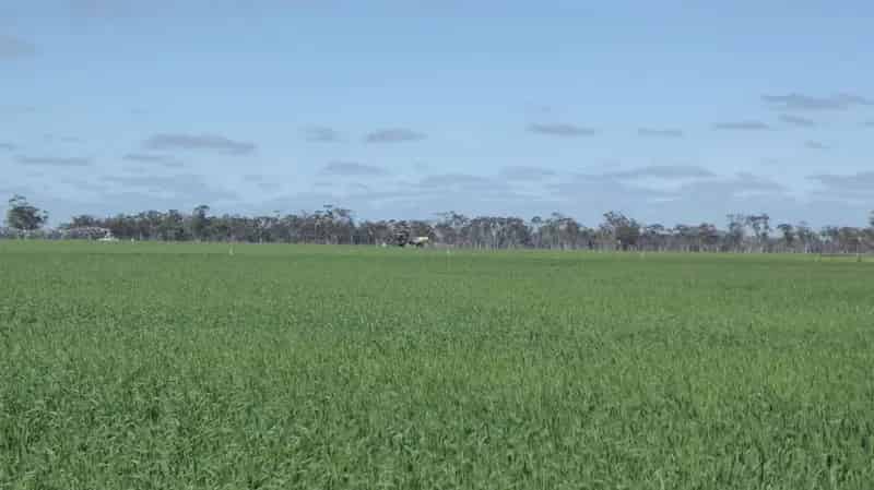 Buy Rural Property in Bordertown South with Irrigation and Homestead