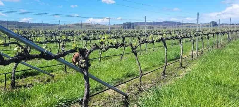 Rural property For Sale , Triabunna, Tasmania