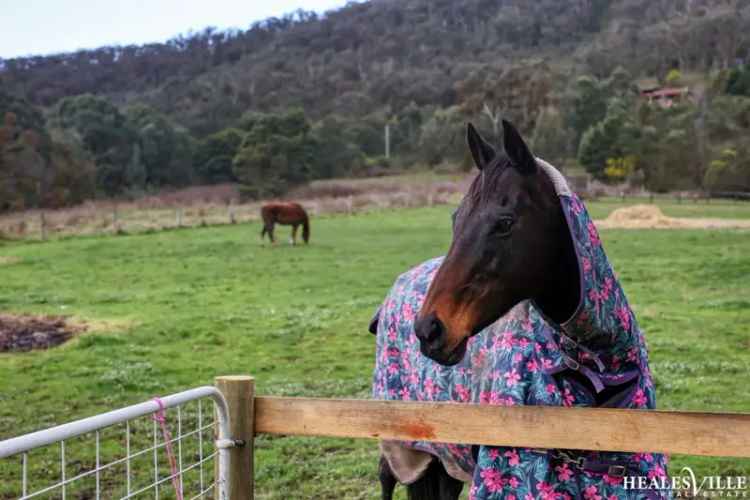 Buy rural property in Healesville with stunning Grand Mudbrick home