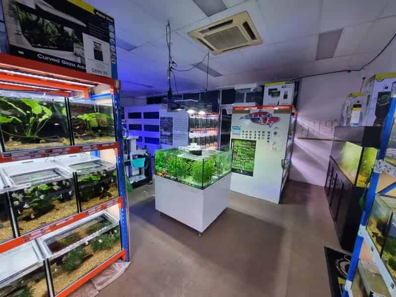 Buy Boutique Aquarium Shop in Springfield Lakes with Online Presence