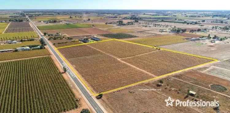 Highly Maintained Sultana Vineyard