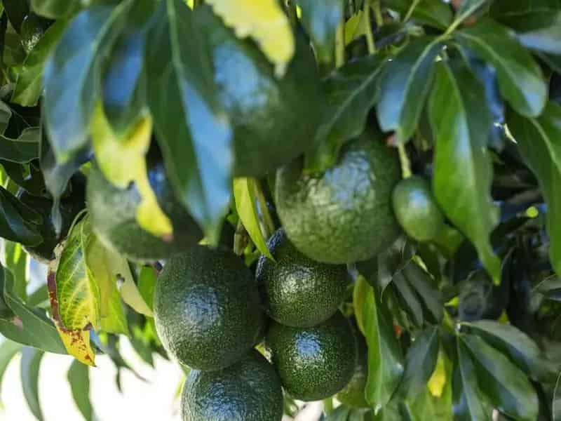Buy avocado farm in Blackbutt Queensland with premium water supply and residence