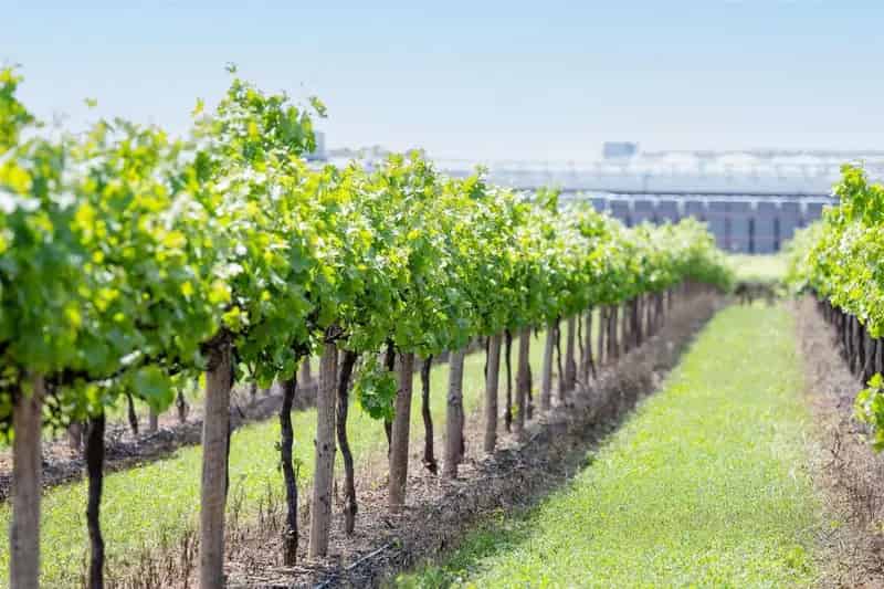 Rural property For Sale , Glossop, South Australia
