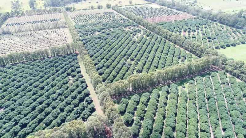 For Sale Premier Irrigated Avocado Orchard in Blackbutt
