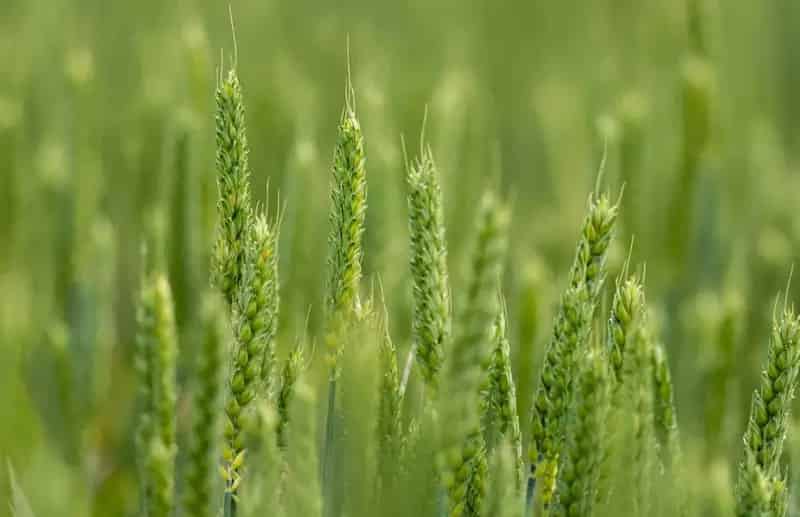 For Sale Premier Irrigated Cropping Opportunity in Lachlan Valley Forbes