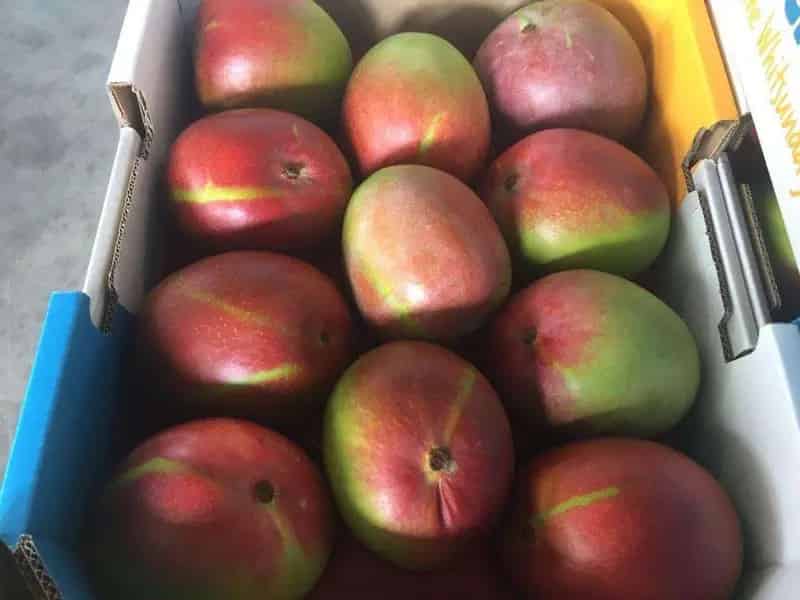 Buy large mango orchard and factory in Bowen district with established markets