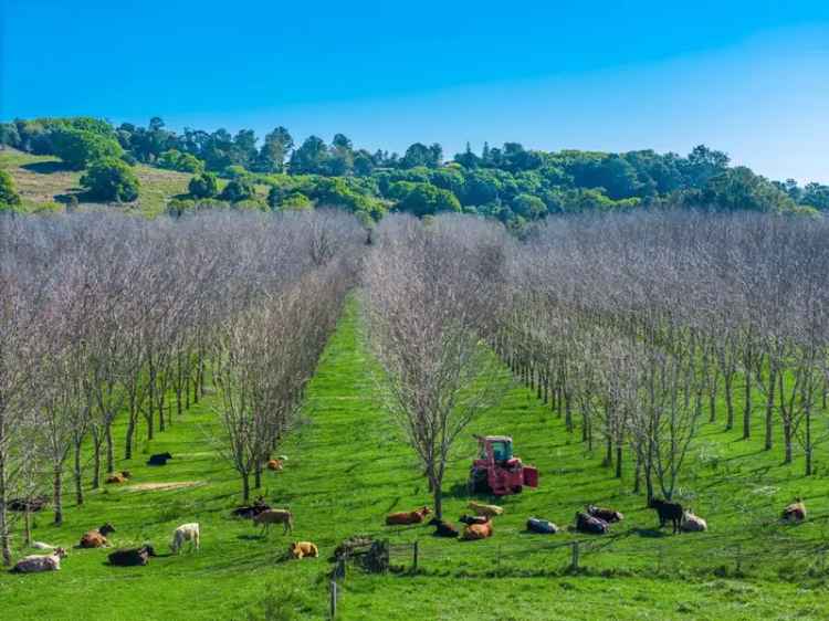 Rural For Sale in Lismore City Council, New South Wales