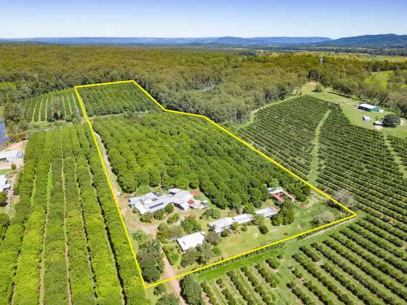 High-Performance Macadamia Farm