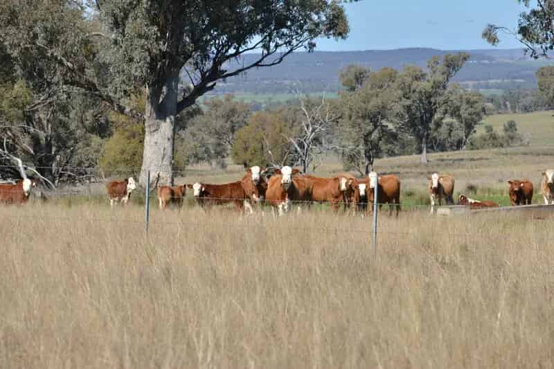 "Maicop" Quality Farming and Grazing country