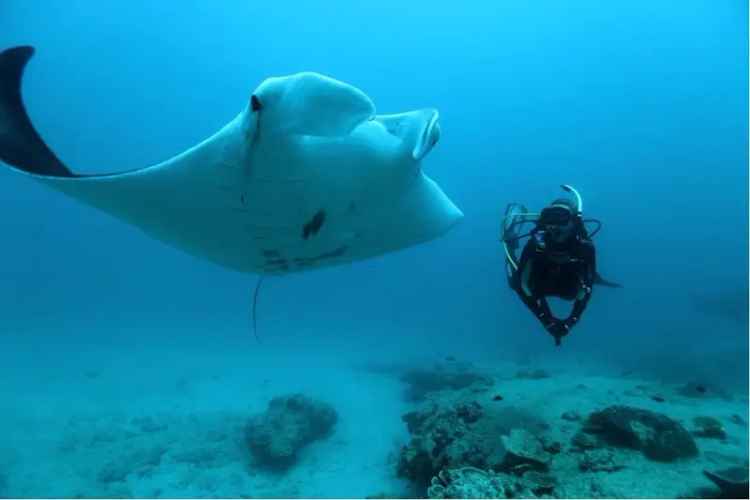 Diving Business - Ningaloo WA