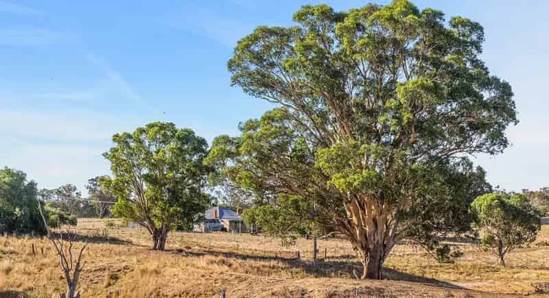 Rural property For Sale , Young, New South Wales
