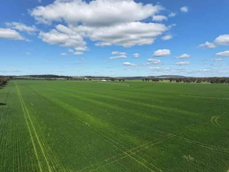 Buy rural property in Eastern Riverina with irrigation and grazing features