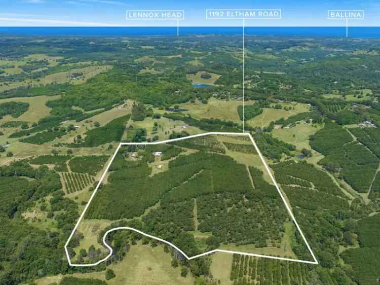 Buy acreage property in Alstonvale with macadamia orchard and homestead