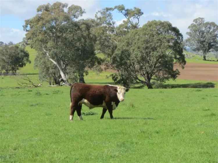 Sheans Creek Equine & Mixed Farming Property