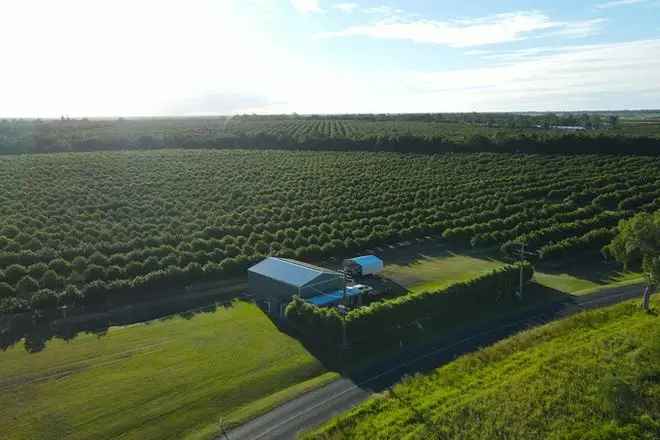 Beachfront Macadamia Orchard Investment Opportunity