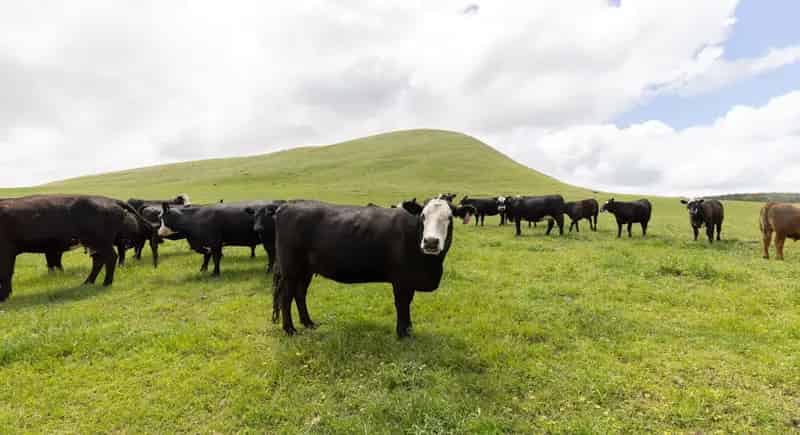 Rural property For Sale , Millicent, South Australia