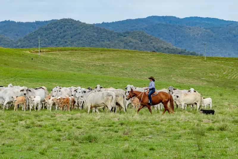 "Conondale View" - Highly Fertile Mary River Vacant Land on 2 titles