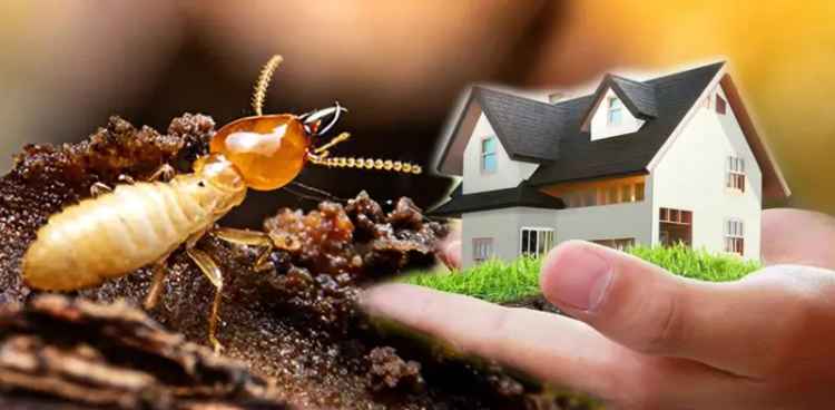 Queensland Termite Protection Franchise - High Profit, Low Effort