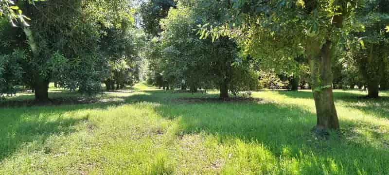 Dunoon NSW 2480 - Rural For Sale