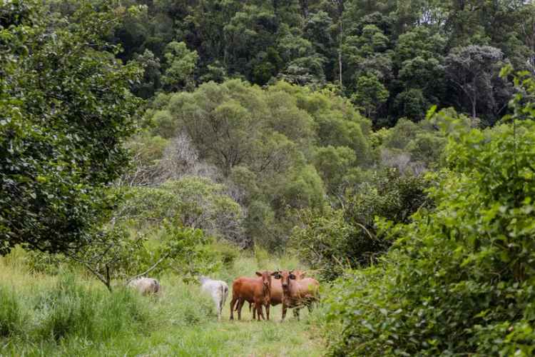 Malcolms Place 117 Acre Hinterland Hideaway Near Gympie