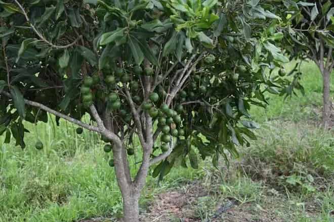 Rural property For Sale , Bundaberg, Queensland