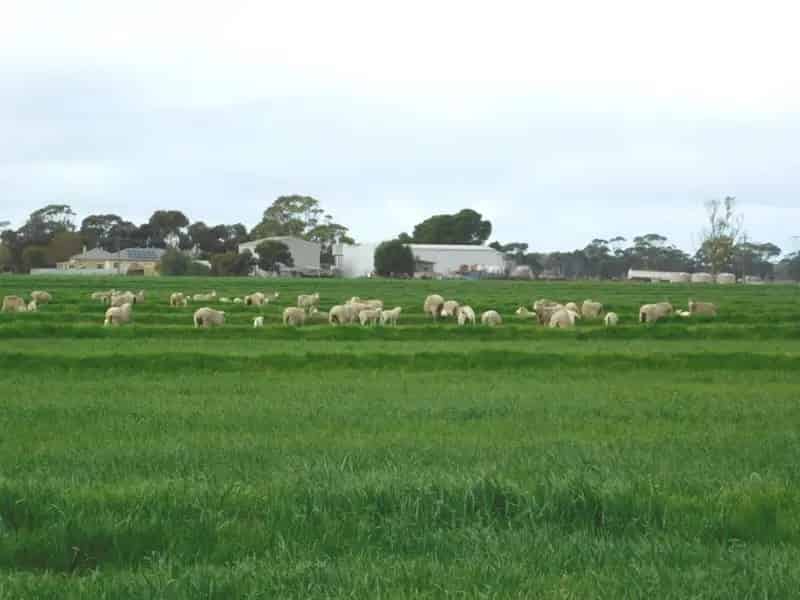 Rural property For Sale , Bordertown, South Australia