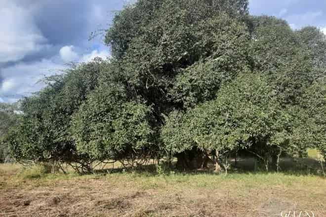 Land For Sale , Sydney, New South Wales