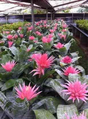 Plants, succulent and bromeliad nursery for sale