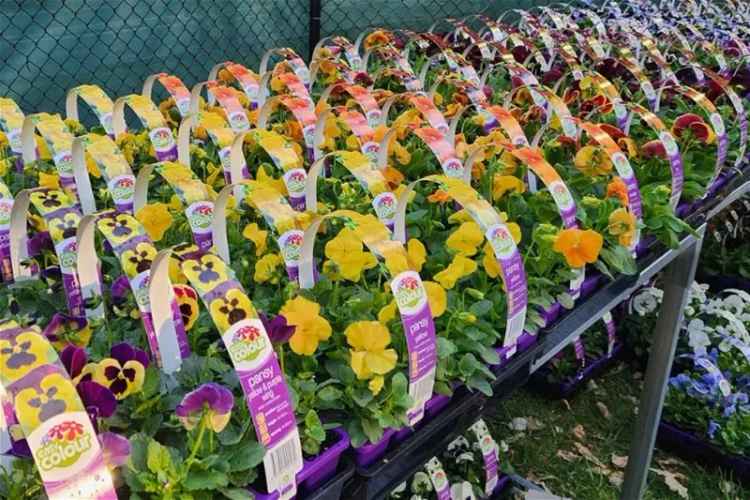 Invest and Grow with Easy Colour Wholesale Nursery