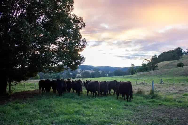 Expansive Cattle Grazing Property with Creek Frontage and Stunning Mount Warning Views