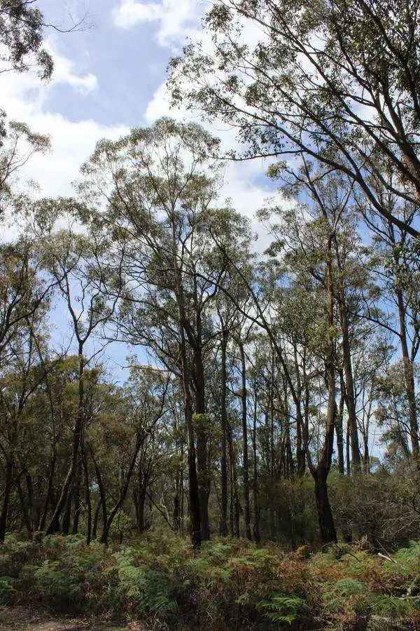 Buy rural property in South Gippsland with conservation agreements