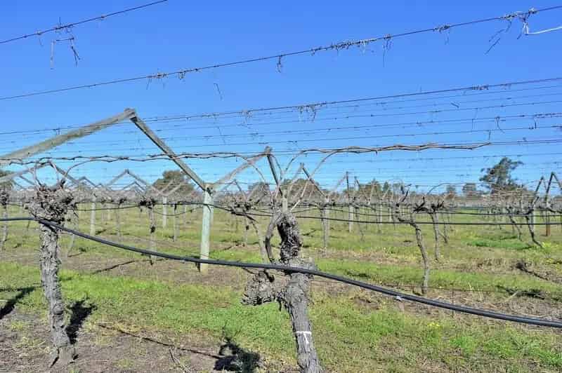 Buy Vacant Land Residential in Caversham with Vineyard Potential