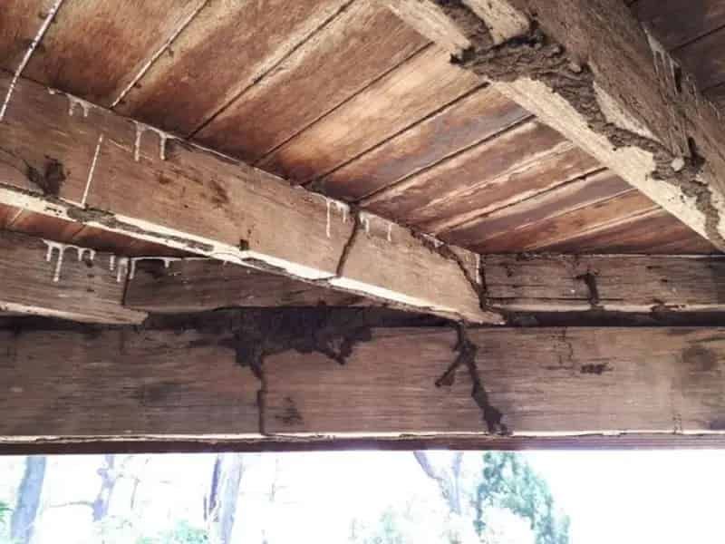 Buy Well Established Pest Control Business in Birkdale with Growth Potential