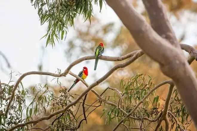 Chisholm Park Thurgoona Homes: Build Your Dream Abode